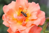 What Do Wasps Do in the Winter? Survival Secrets Revealed