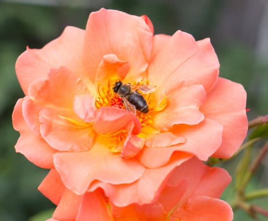 What Do Wasps Do in the Winter? Survival Secrets Revealed