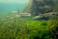 What Do Mullet Eat? Feeding Habits in Freshwater and Saltwater