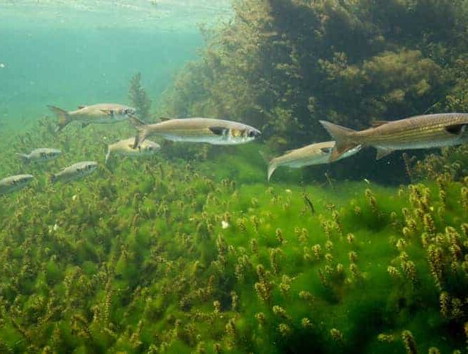 What Do Mullet Eat? Feeding Habits in Freshwater and Saltwater
