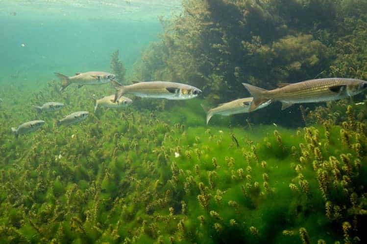 What Do Mullet Eat? Feeding Habits in Freshwater and Saltwater