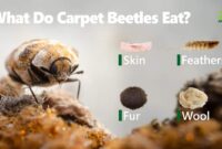 What Do Carpet Beetles Eat? Hidden Household Damage Explained