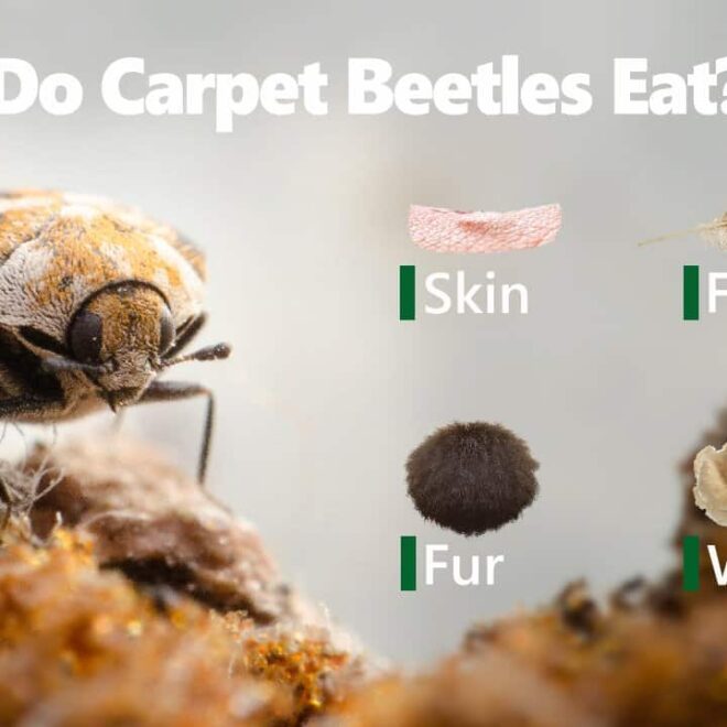 What Do Carpet Beetles Eat? Hidden Household Damage Explained