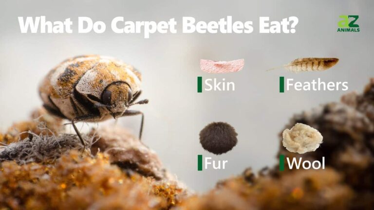 What Do Carpet Beetles Eat? Hidden Household Damage Explained