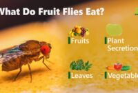 What Do Fruit Flies Eat? Why They Invade Your Kitchen