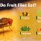 What Do Fruit Flies Eat? Why They Invade Your Kitchen