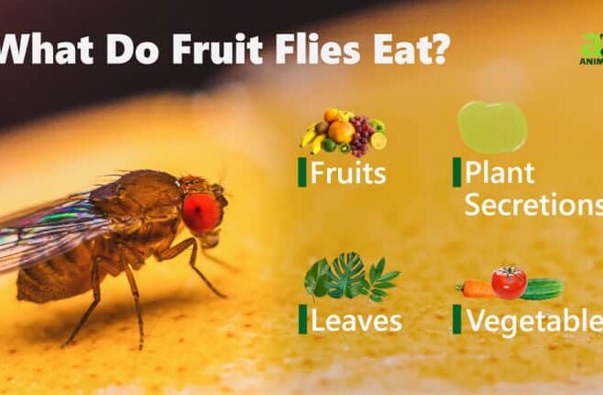 What Do Fruit Flies Eat? Why They Invade Your Kitchen