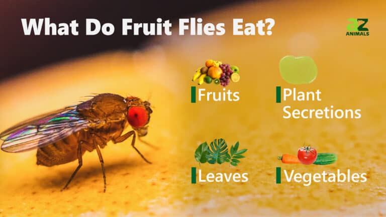 What Do Fruit Flies Eat? Why They Invade Your Kitchen