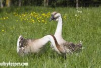 What Do Baby Geese Eat? Gosling Diets and Growth Guide