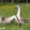 What Do Baby Geese Eat? Gosling Diets and Growth Guide