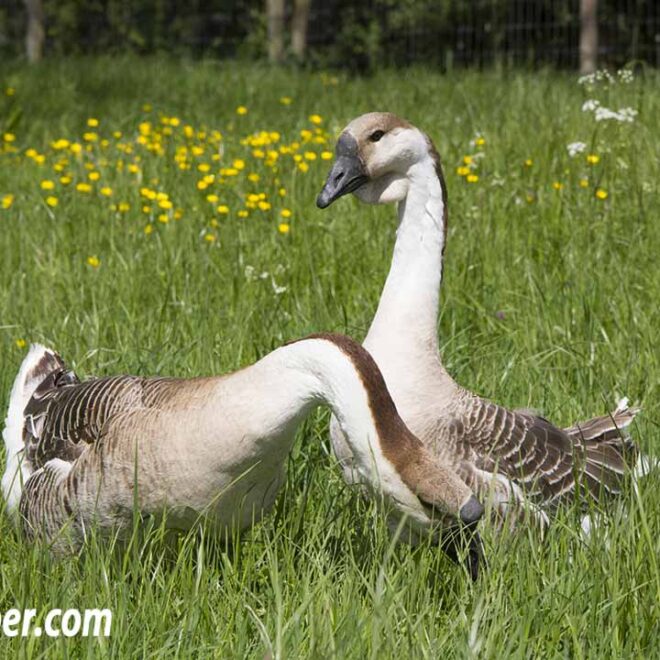 What Do Baby Geese Eat? Gosling Diets and Growth Guide