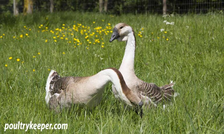 What Do Baby Geese Eat? Gosling Diets and Growth Guide