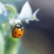 What Do Ladybugs Eat? A Tiny Predator’s Surprisingly Big Appetite