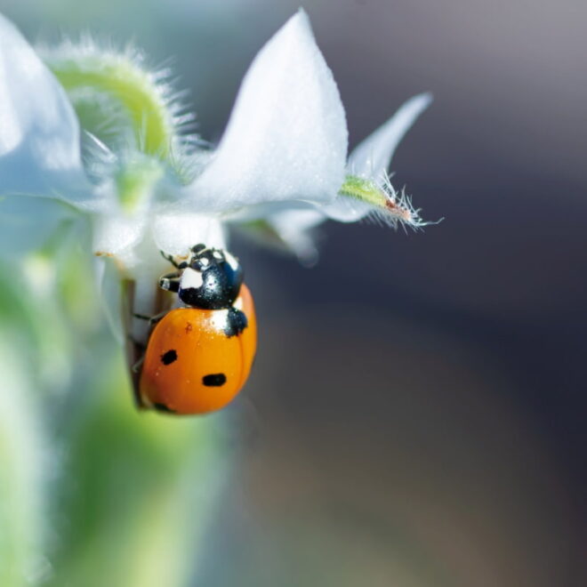 What Do Ladybugs Eat? A Tiny Predator’s Surprisingly Big Appetite