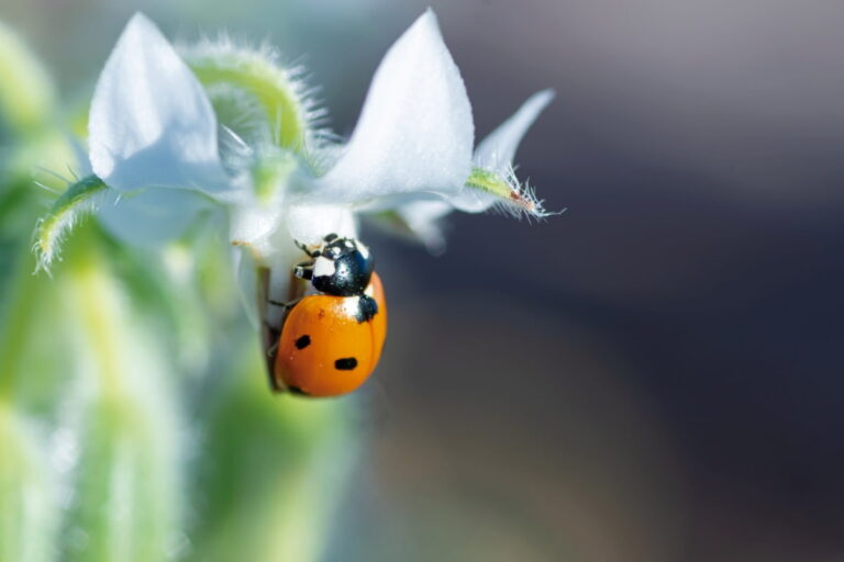 What Do Ladybugs Eat? A Tiny Predator’s Surprisingly Big Appetite