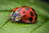 What Do Ladybugs Eat and Drink? Natural Diet and Garden Benefits