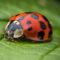 What Do Ladybugs Eat and Drink? Natural Diet and Garden Benefits