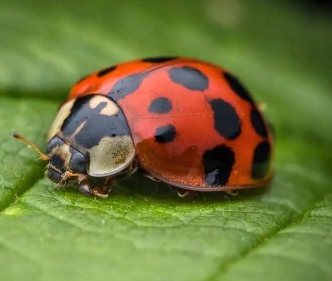 What Do Ladybugs Eat and Drink? Natural Diet and Garden Benefits