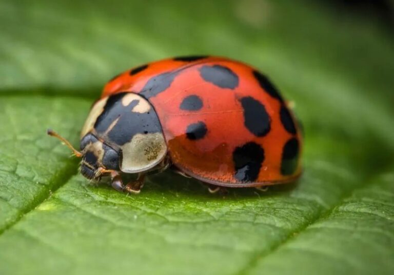What Do Ladybugs Eat and Drink? Natural Diet and Garden Benefits