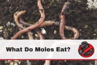What Do Moles Eat? Underground Diet Secrets Revealed