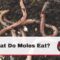 What Do Moles Eat? Underground Diet Secrets Revealed