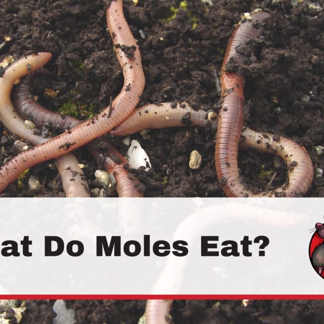 What Do Moles Eat? Underground Diet Secrets Revealed