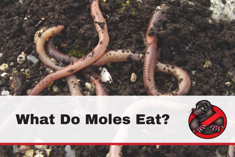 What Do Moles Eat? Underground Diet Secrets Revealed