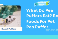 What Do Pea Puffers Eat? Feeding Guide for Healthy Aquarium Care