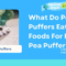 What Do Pea Puffers Eat? Feeding Guide for Healthy Aquarium Care