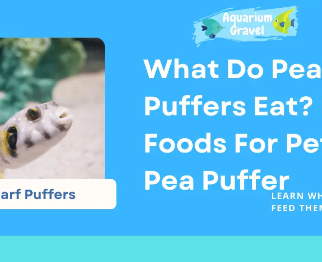What Do Pea Puffers Eat? Feeding Guide for Healthy Aquarium Care