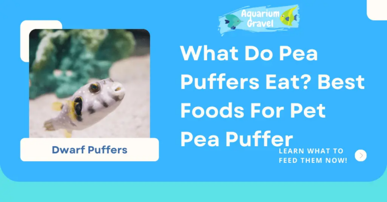 What Do Pea Puffers Eat? Feeding Guide for Healthy Aquarium Care