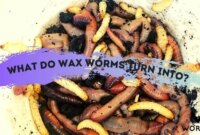 What Do Wax Worms Turn Into? Life Cycle and Care Explained