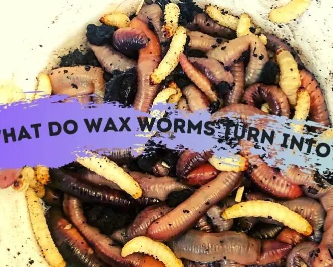 What Do Wax Worms Turn Into? Life Cycle and Care Explained
