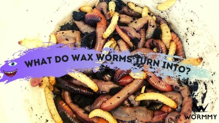 What Do Wax Worms Turn Into? Life Cycle and Care Explained