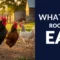 What Do Roosters Eat? Proper Feeding for Healthy Flocks