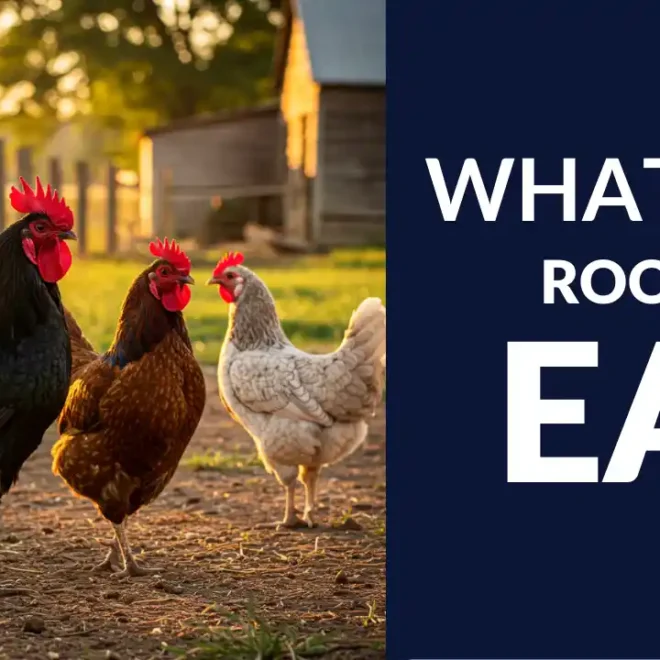 What Do Roosters Eat? Proper Feeding for Healthy Flocks