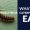 What Do Woolly Bear Caterpillars Eat? Feeding Habits Explained