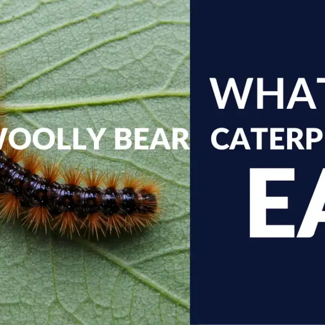 What Do Woolly Bear Caterpillars Eat? Feeding Habits Explained
