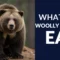 What Do Woolly Bears Eat? Feeding Habits and Life Cycle Explained