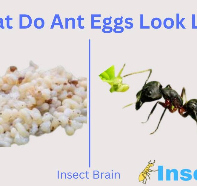 What Do Ant Eggs Look Like? Identification and Nest Clues