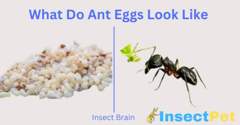 What Do Ant Eggs Look Like? Identification and Nest Clues