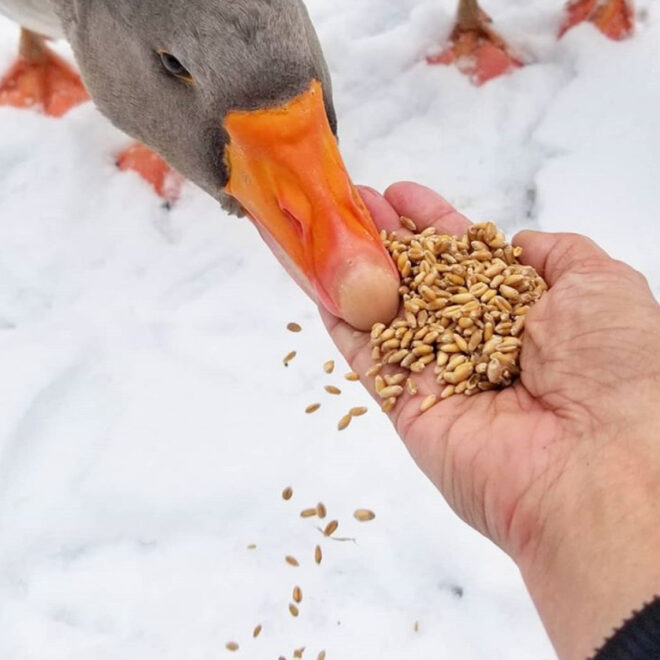 What Do Geese Like to Eat? Natural Diets and Feeding Tips