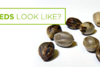 What Does a Weed Seed Look Like? How to Identify Healthy Seeds