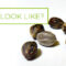 What Does a Weed Seed Look Like? How to Identify Healthy Seeds
