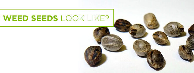 What Does a Weed Seed Look Like? How to Identify Healthy Seeds