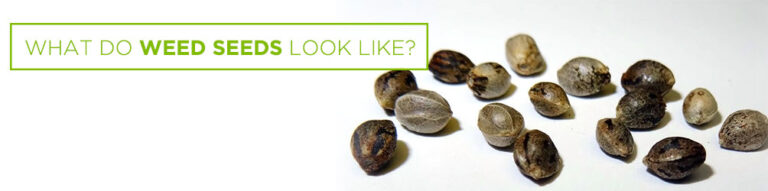 What Does a Weed Seed Look Like? How to Identify Healthy Seeds