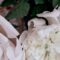 What Do White Flowers Symbolize? Purity Sympathy and New Beginnings