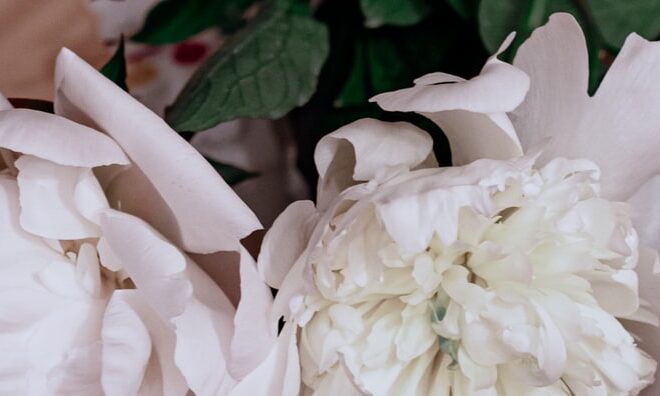 What Do White Flowers Symbolize? Purity Sympathy and New Beginnings