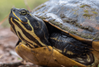 What Do Yellow-Eared Slider Turtles Eat? Healthy Diet Tips