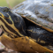 What Do Yellow-Eared Slider Turtles Eat? Healthy Diet Tips